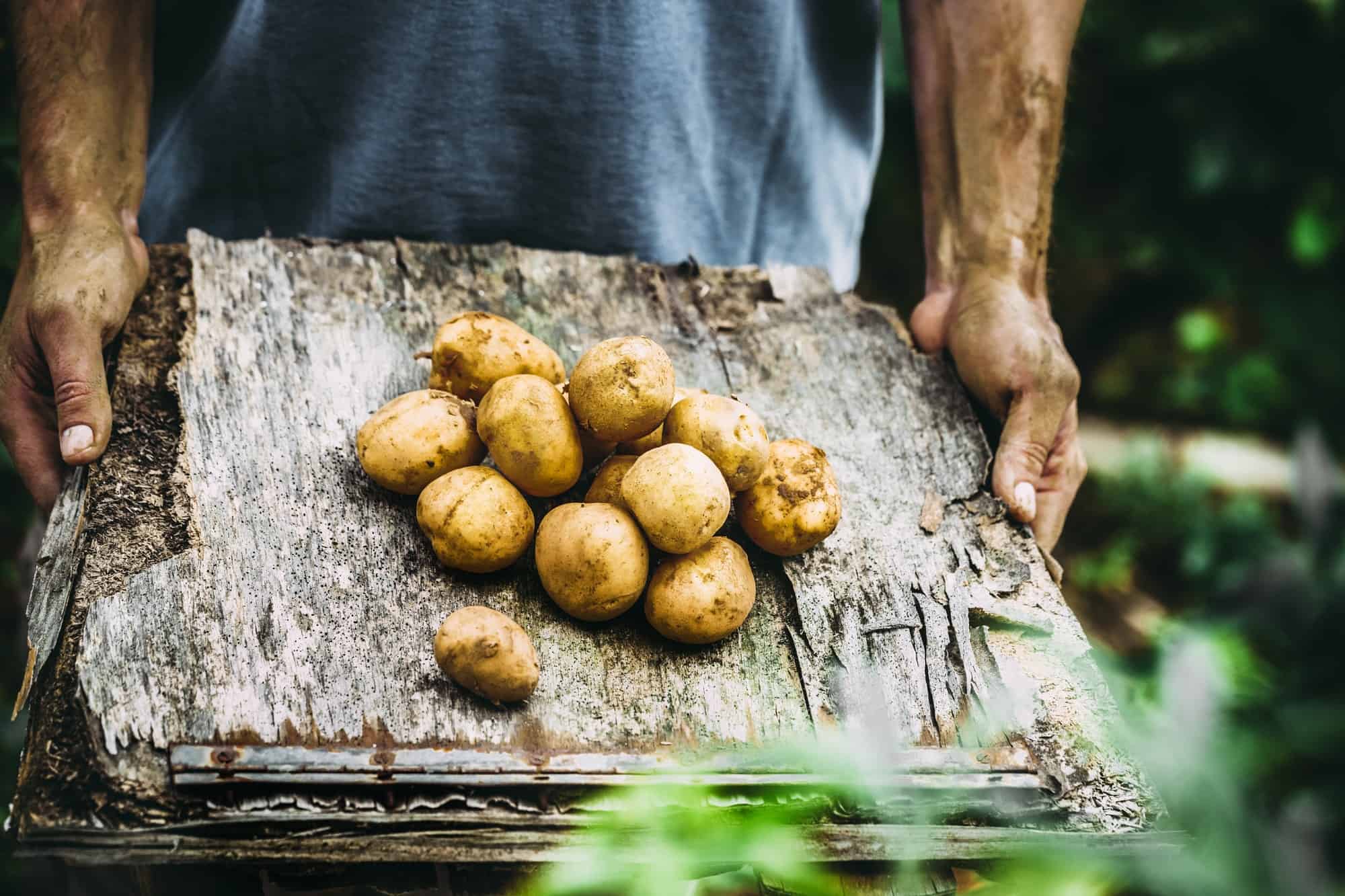 Potato companion plants