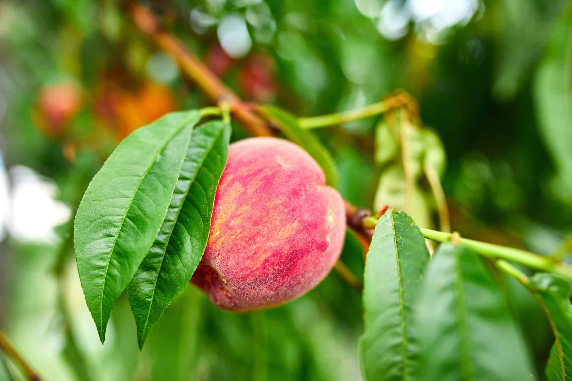 Best Indoor Fruit Trees peach trees