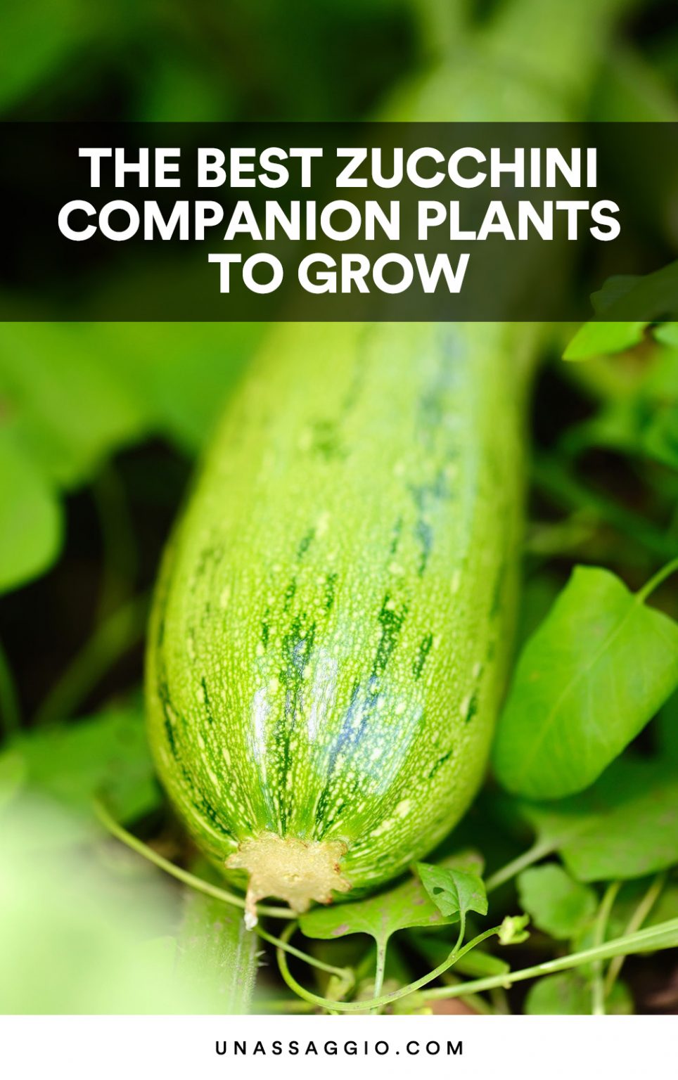 The Best Zucchini Companion Plants to Grow (2021) UnAssaggio