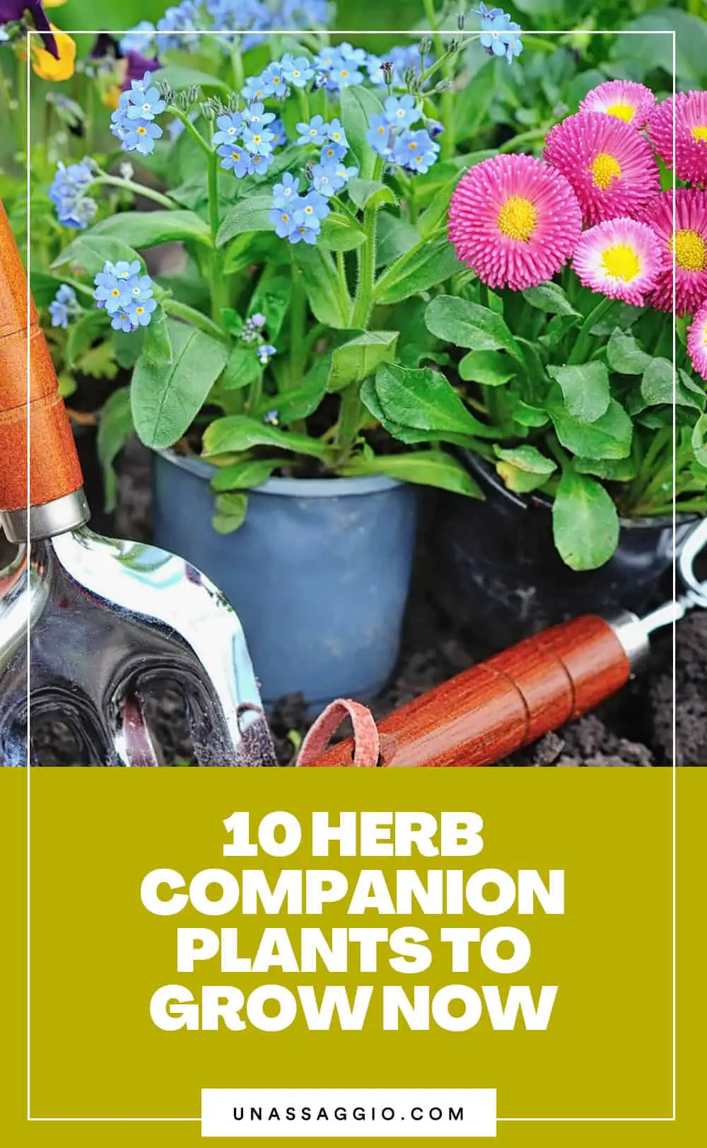 10 Flowers To Plant With Herbs For More Benefits