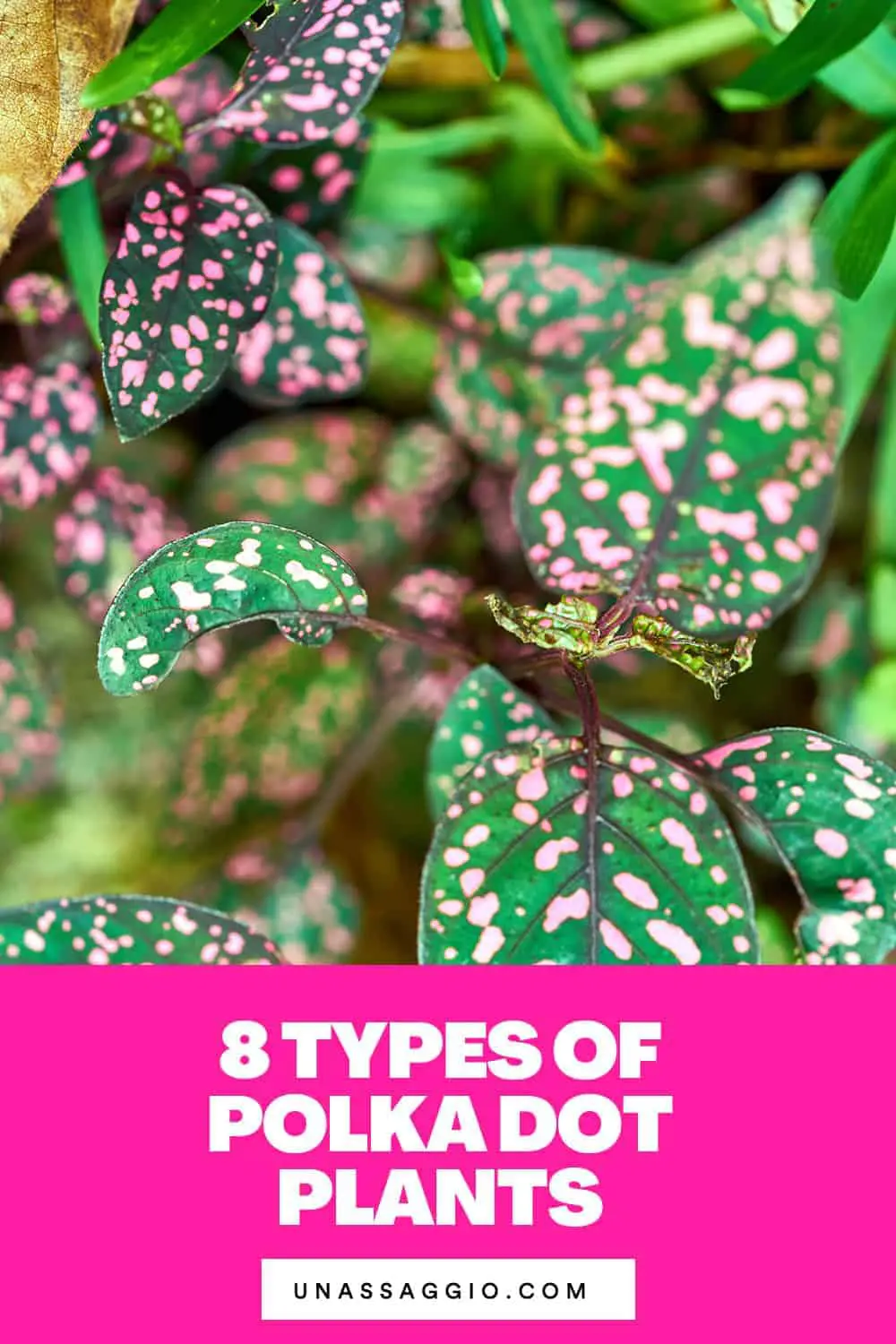 8 Types Of Polka Dot Plants