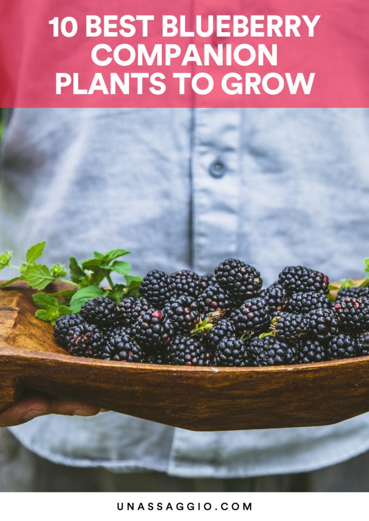 Blueberry companion plants information