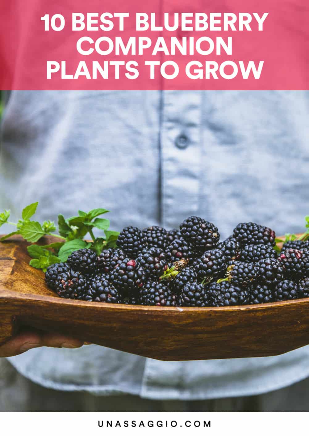 Blueberry Companion Plants