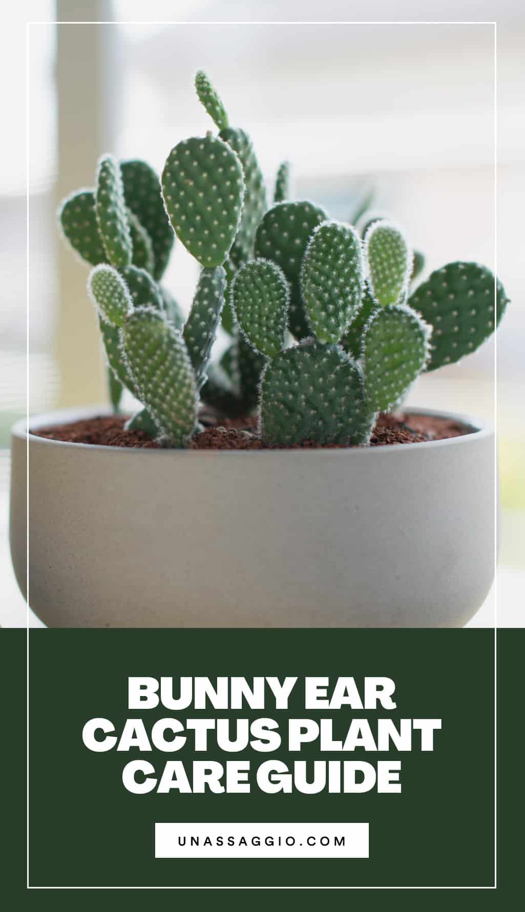 Bunny Ear Cactus Plant Guide