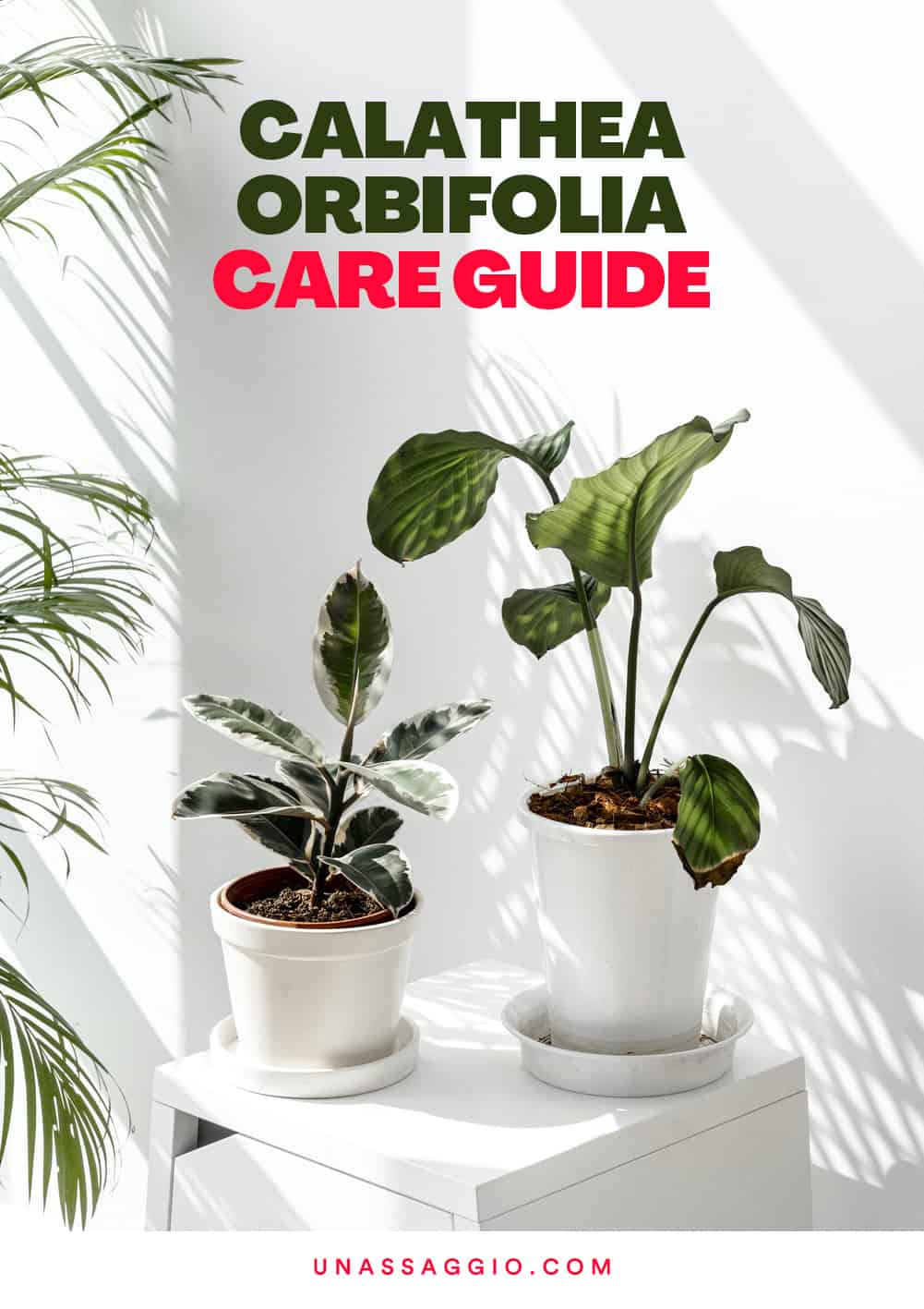 Calathea Orbifolia Care