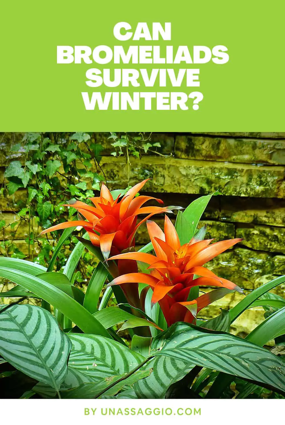 Can Bromeliads Survive Winter