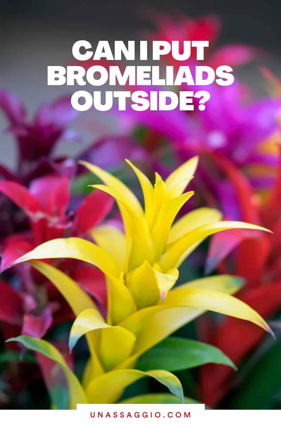Can I Put My Bromeliad Plants Outside?