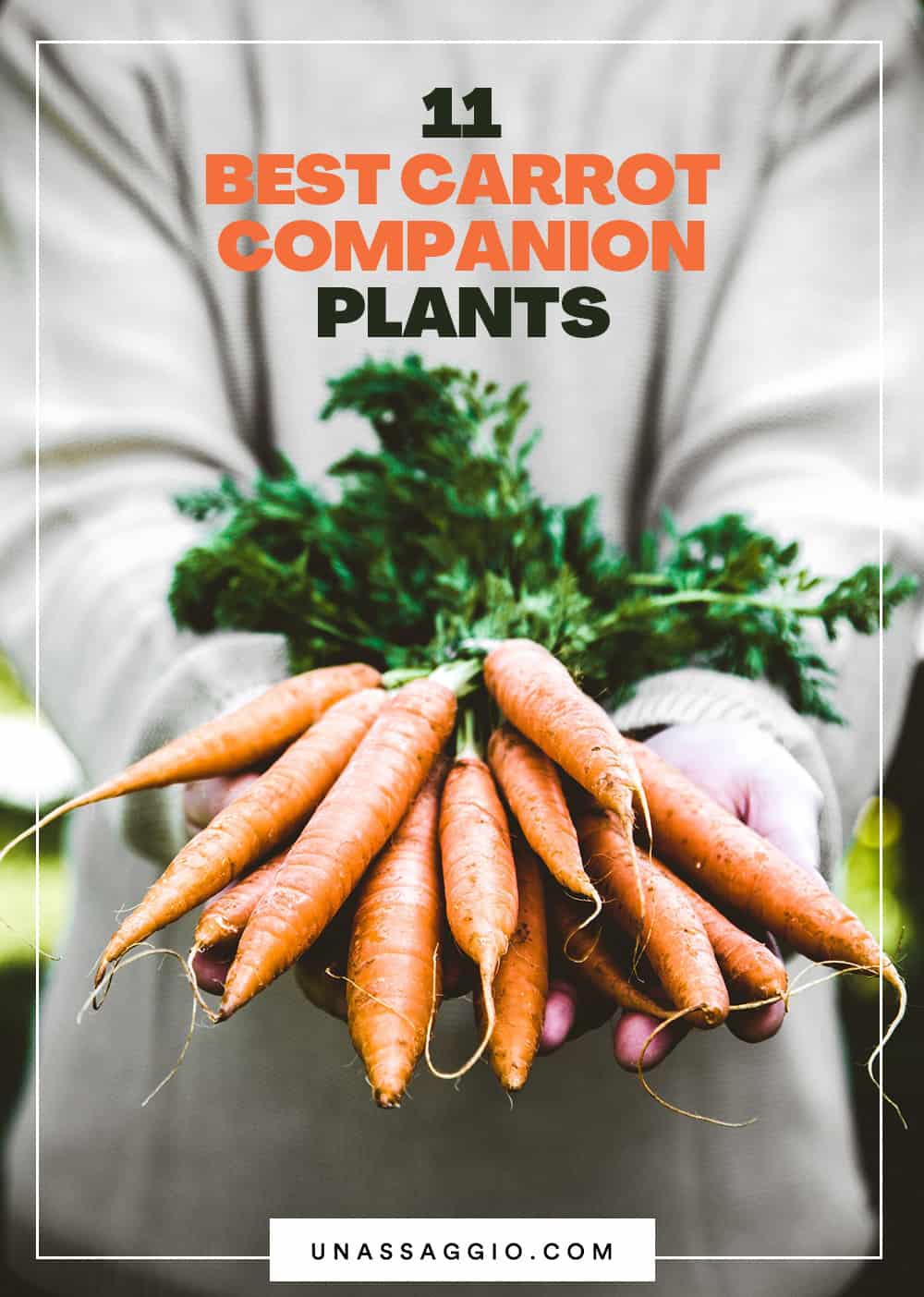 Carrot Companion Plants