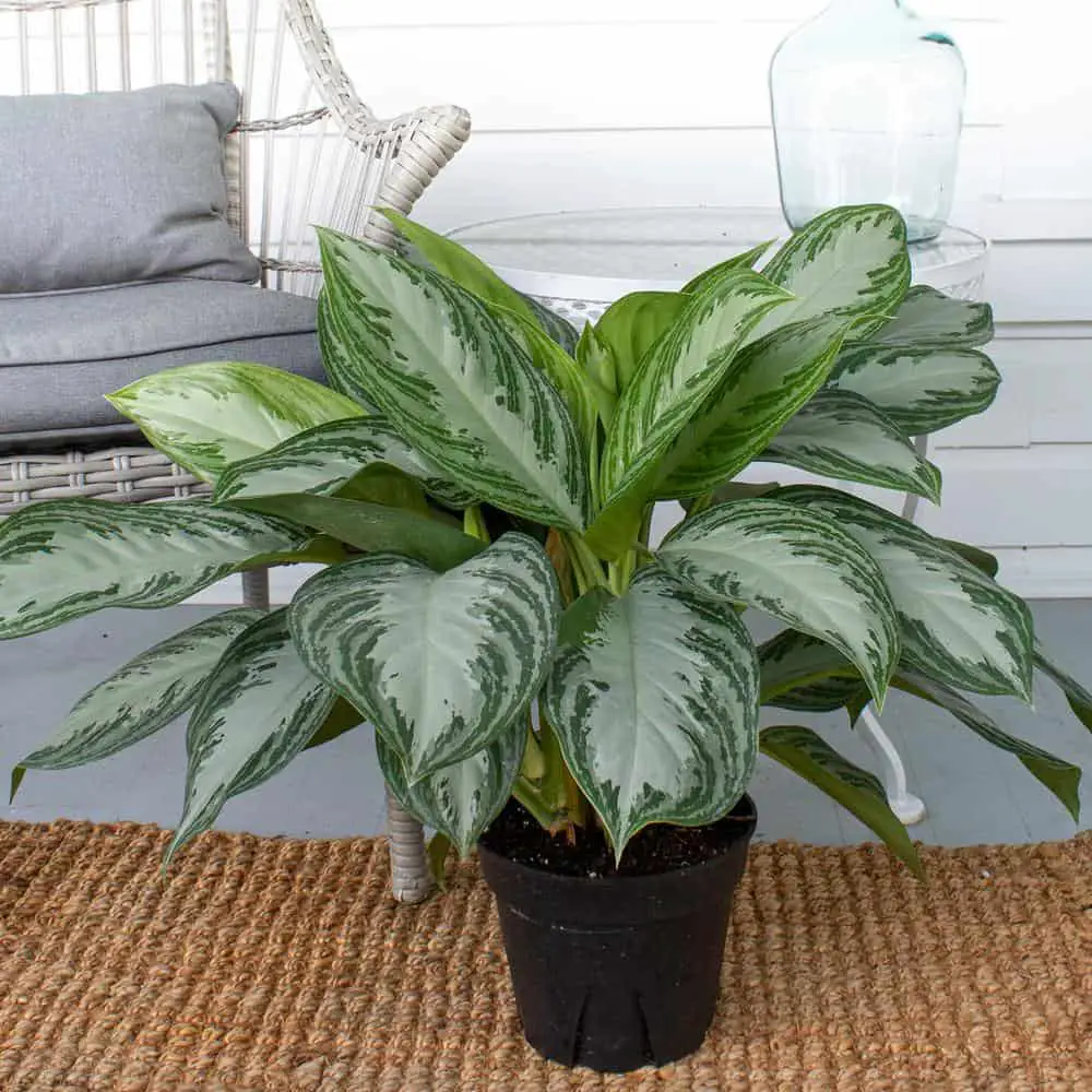 Chinese evergreen plant care