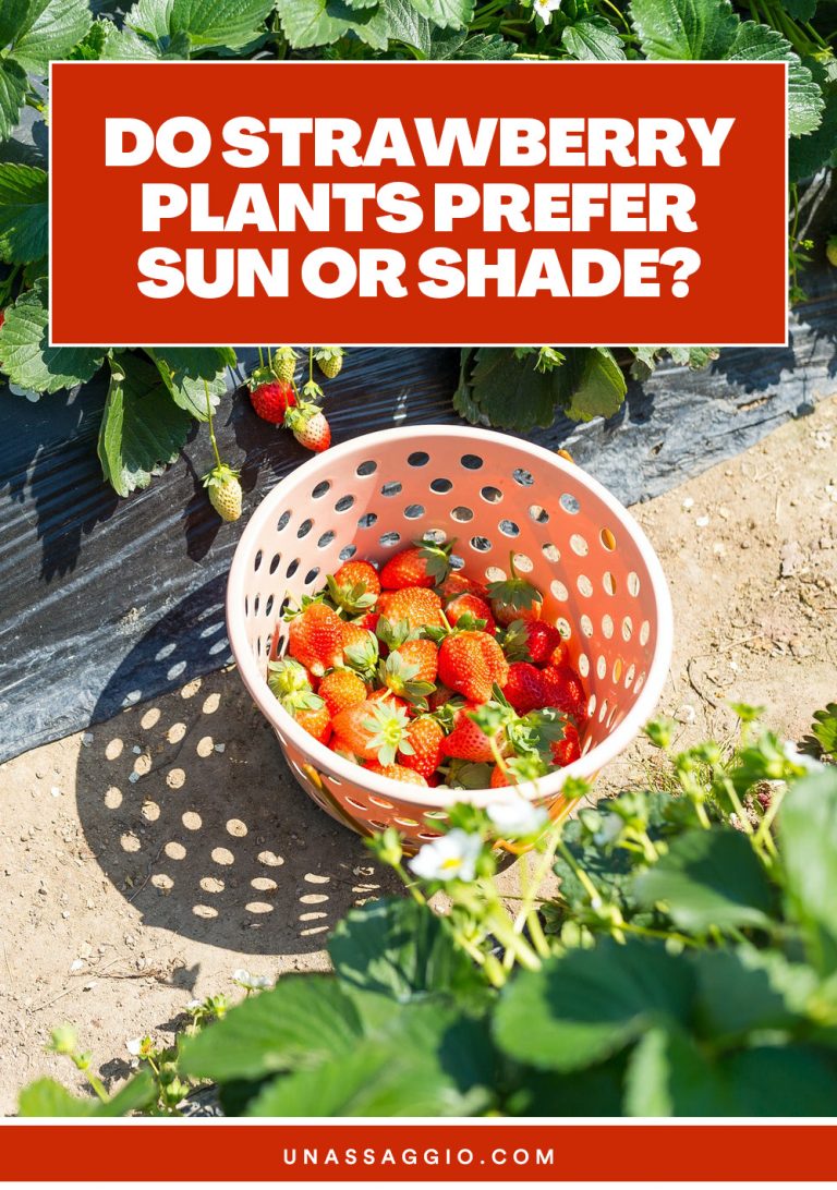 Do Strawberry Plants Prefer Sun Or Shade? UnAssaggio