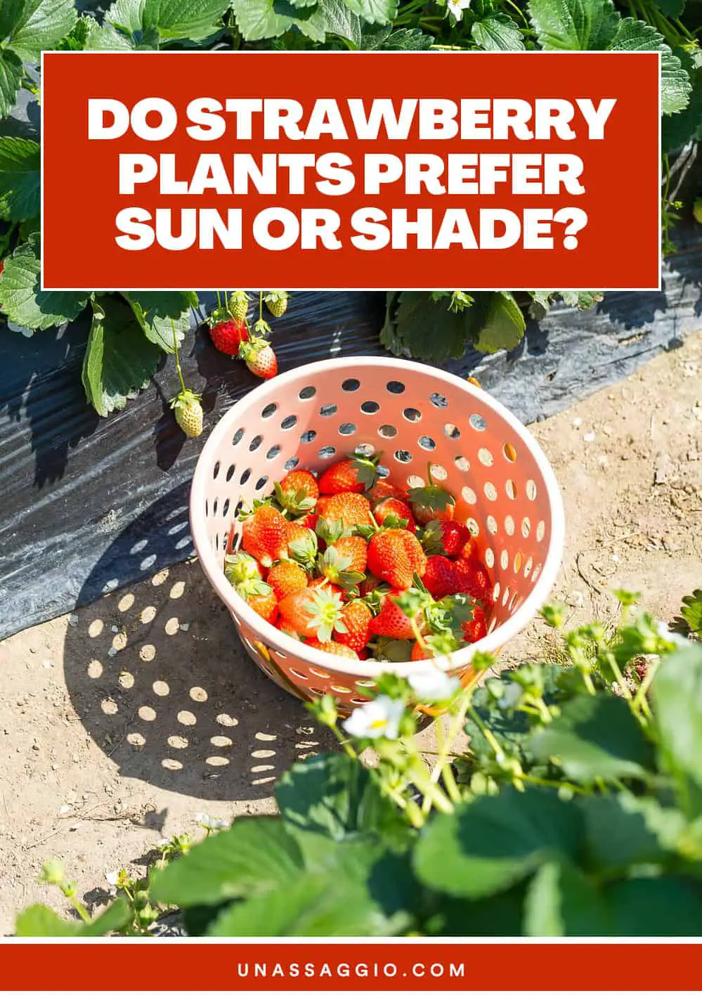 Do Strawberry Plants Prefer Sun Or Shade?