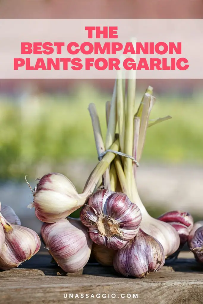 Garlic Companion Plants: 12 Best Plants to Grow With Garlic | UnAssaggio