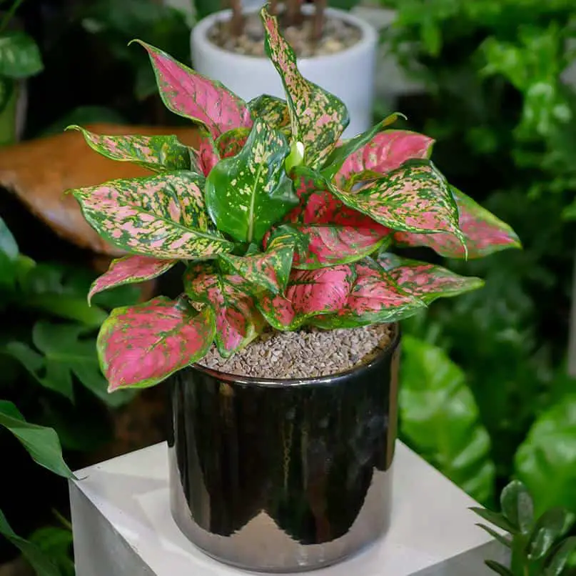 Chinese Evergreen Plant (Aglaonema): The Growth And Care Guide | UnAssaggio