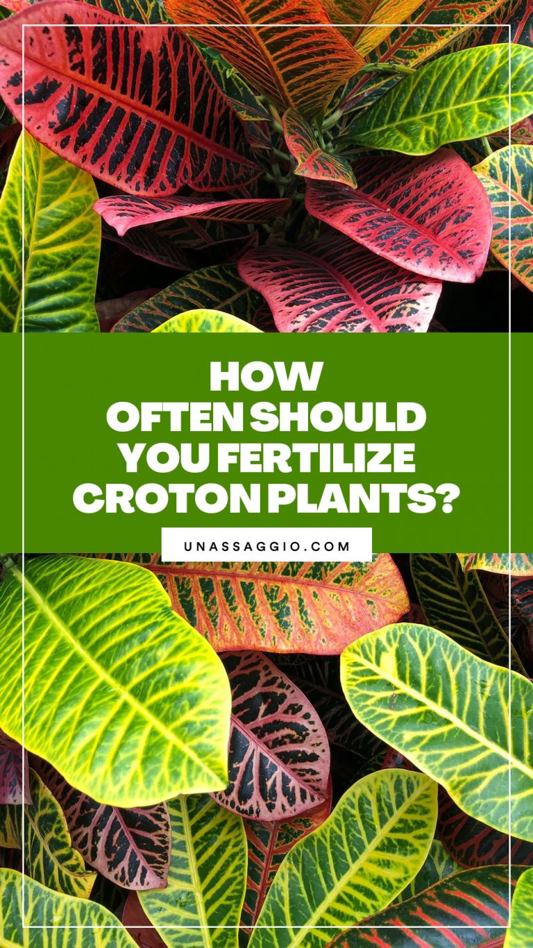 how-often-should-you-fertilize-croton-plants-unassaggio