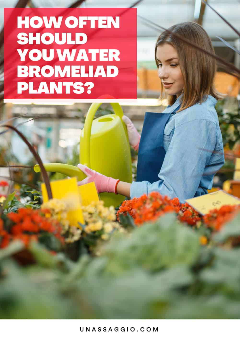 How Often Should You Water Bromeliad Plants?