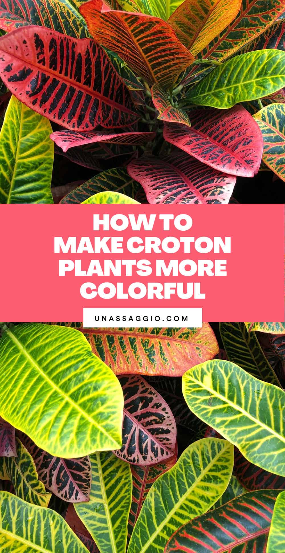 How to Make Croton Plants More Colorful