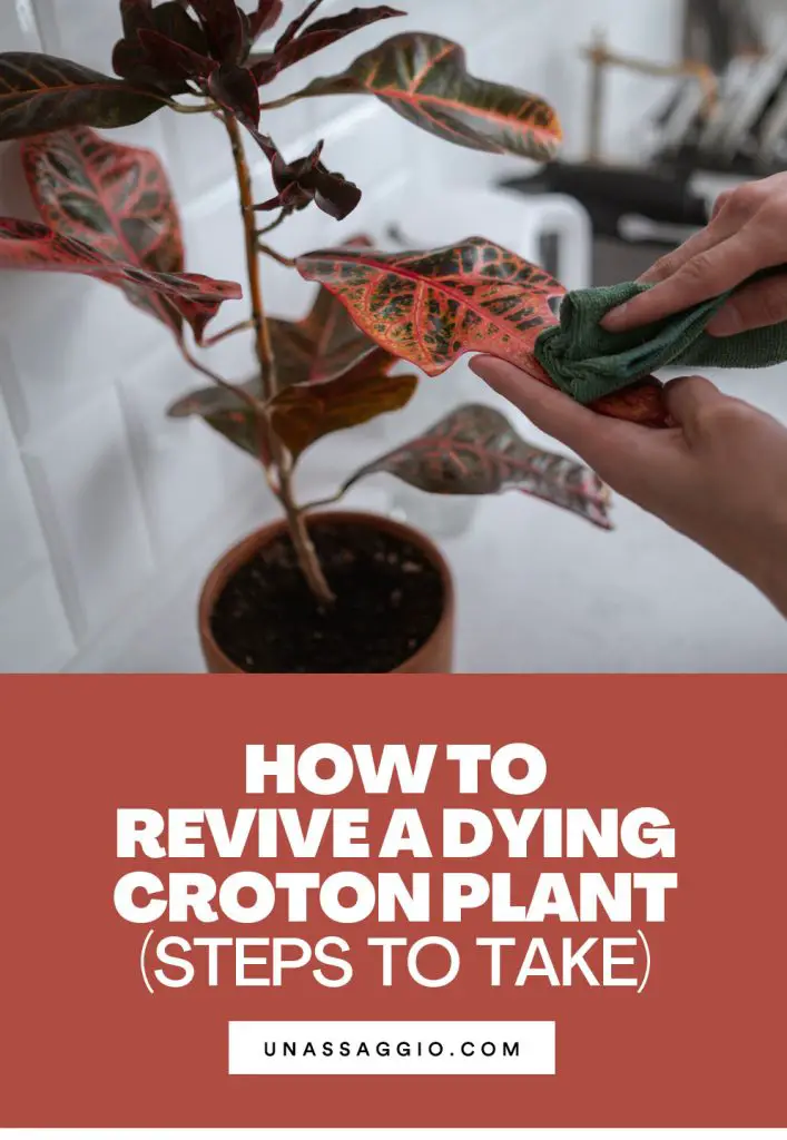 How to Revive A Dying Croton Plant (Steps to Take) UnAssaggio