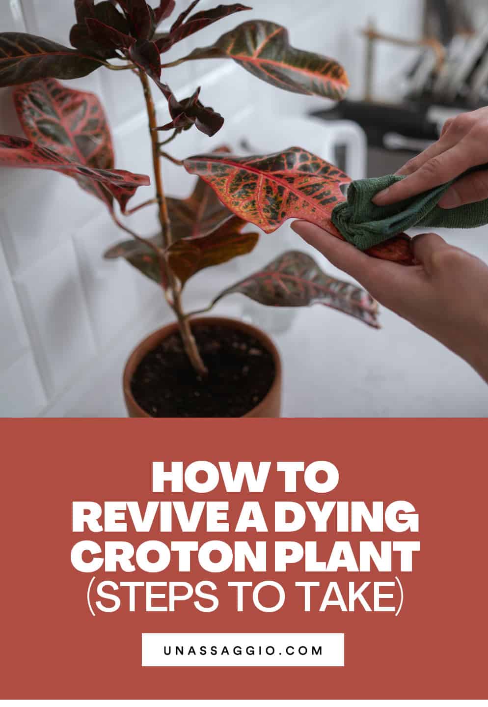 How to Revive A Dying Croton Plant