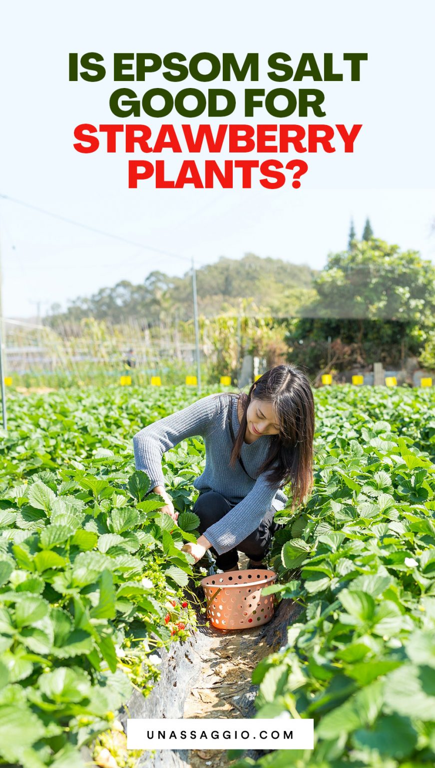 is-epsom-salt-good-for-strawberry-plants-unassaggio