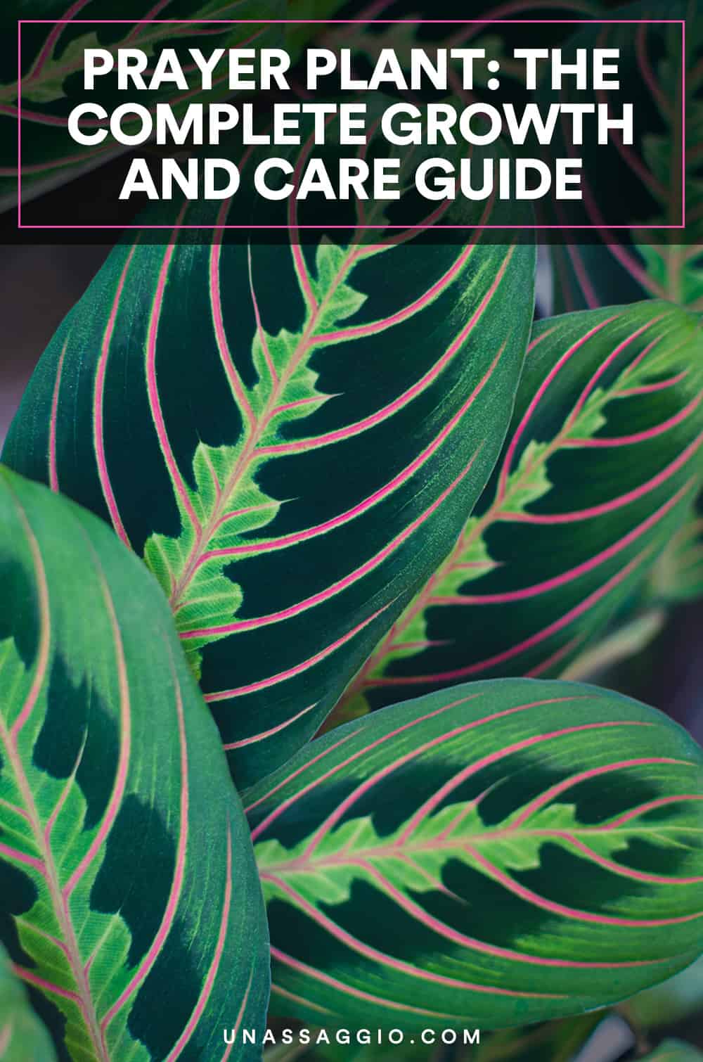 Prayer Plant growth guide