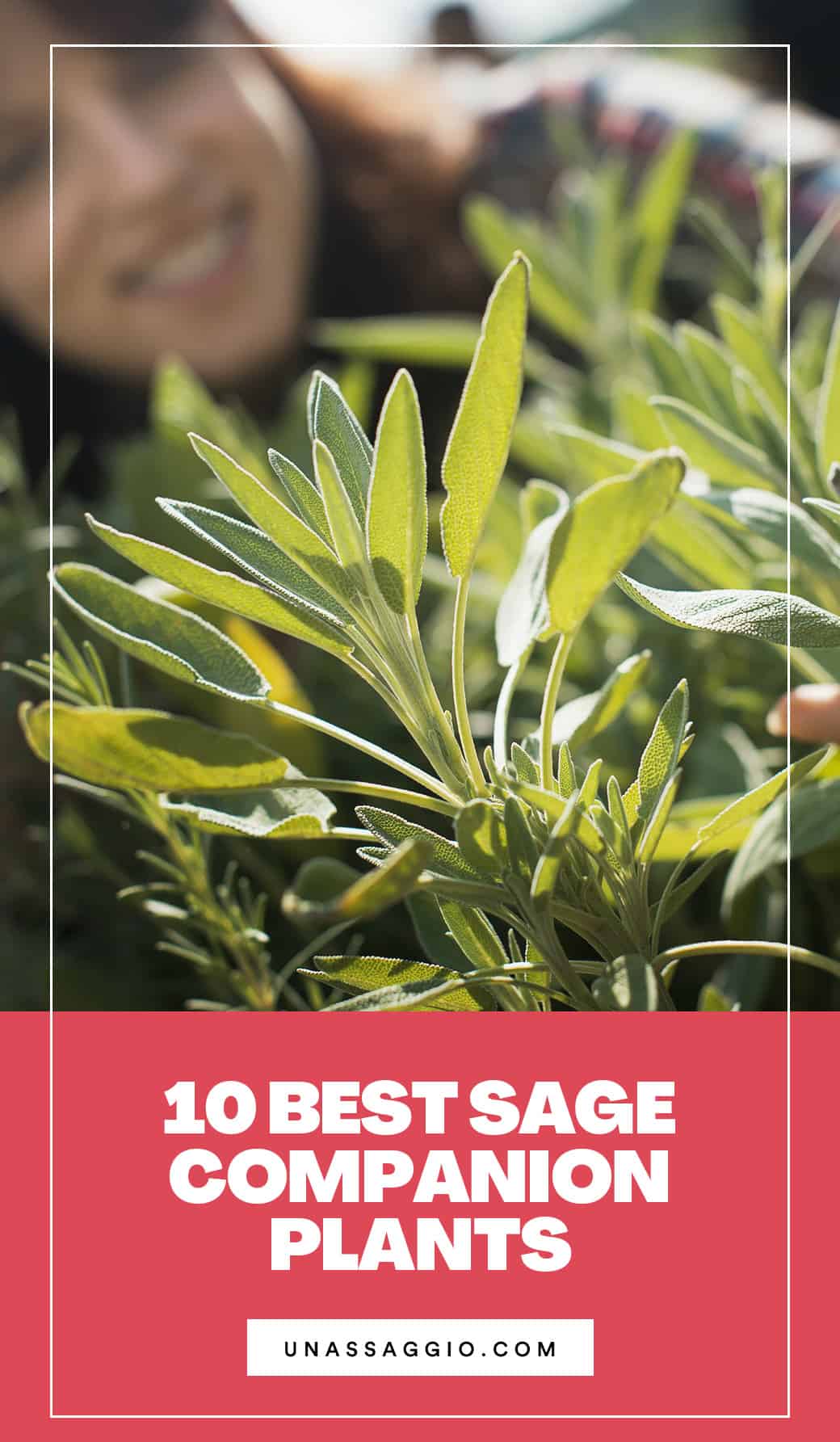 Sage Companion Plants