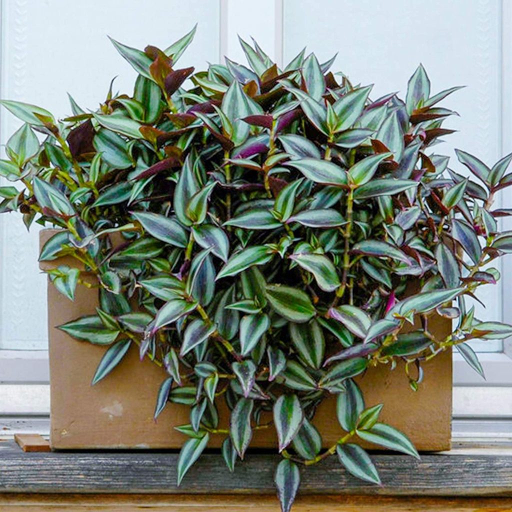 Tradescantia Zebrina Plant 