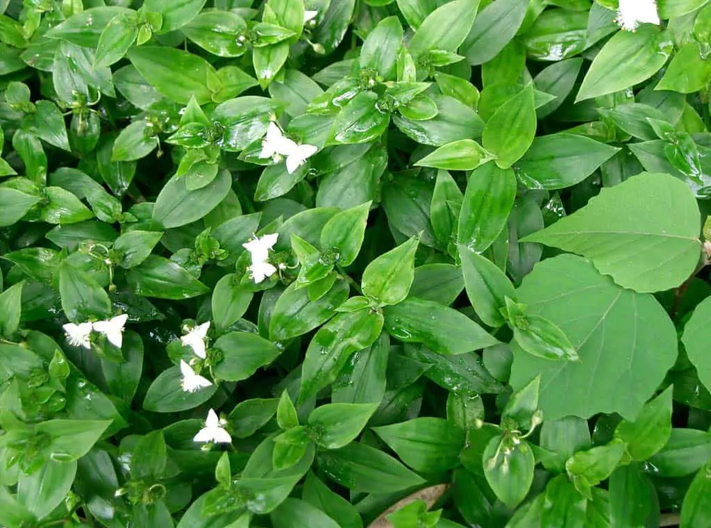 Tradescantia Flumensis