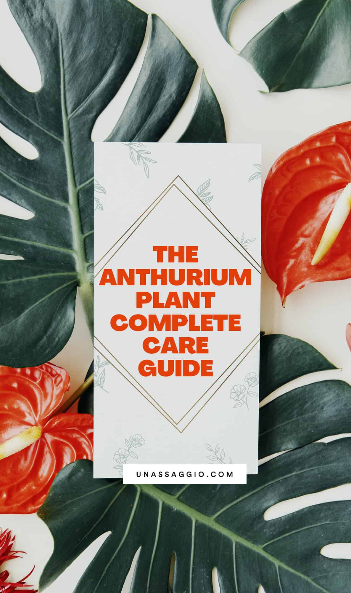 Anthurium care and propagation guide