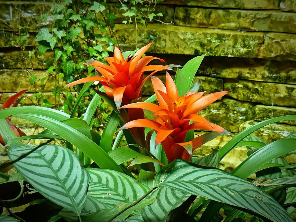 Can Bromeliads Survive Winter