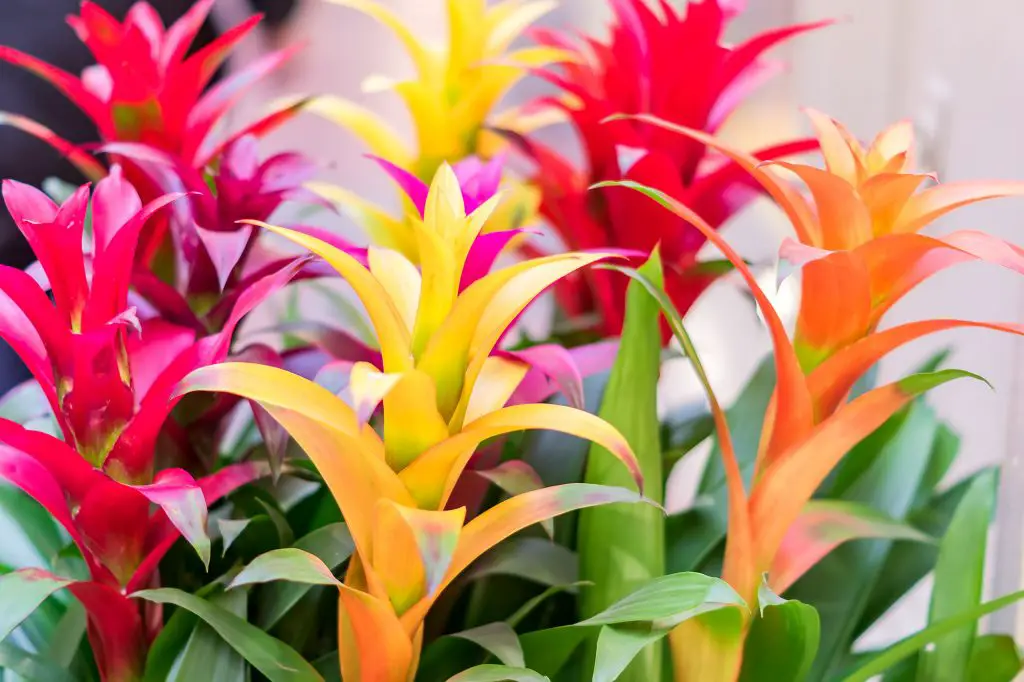 bromeliad plant care guide