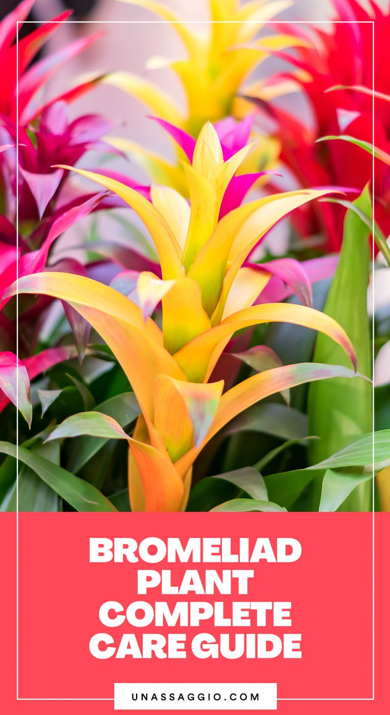 Bromeliads Plant: The Complete Growth And Care Guide (2021) | UnAssaggio