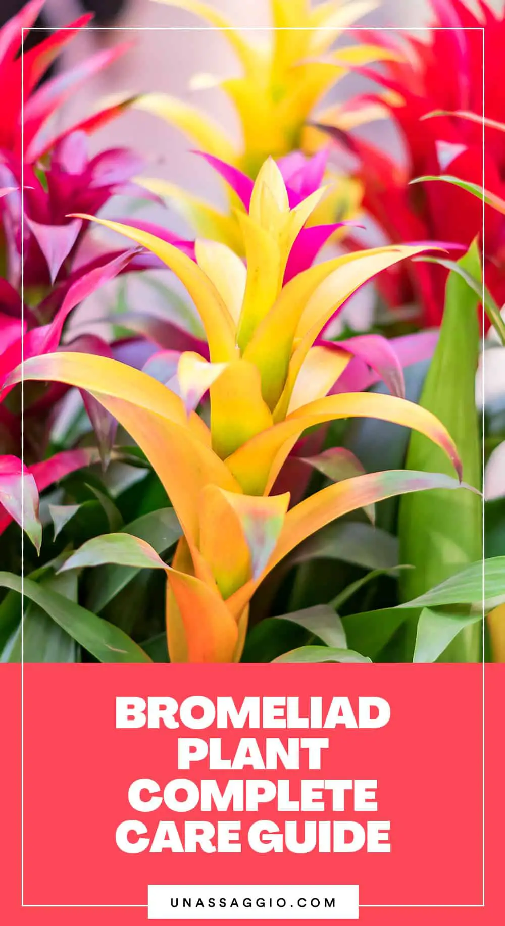 bromeliad plant care guide