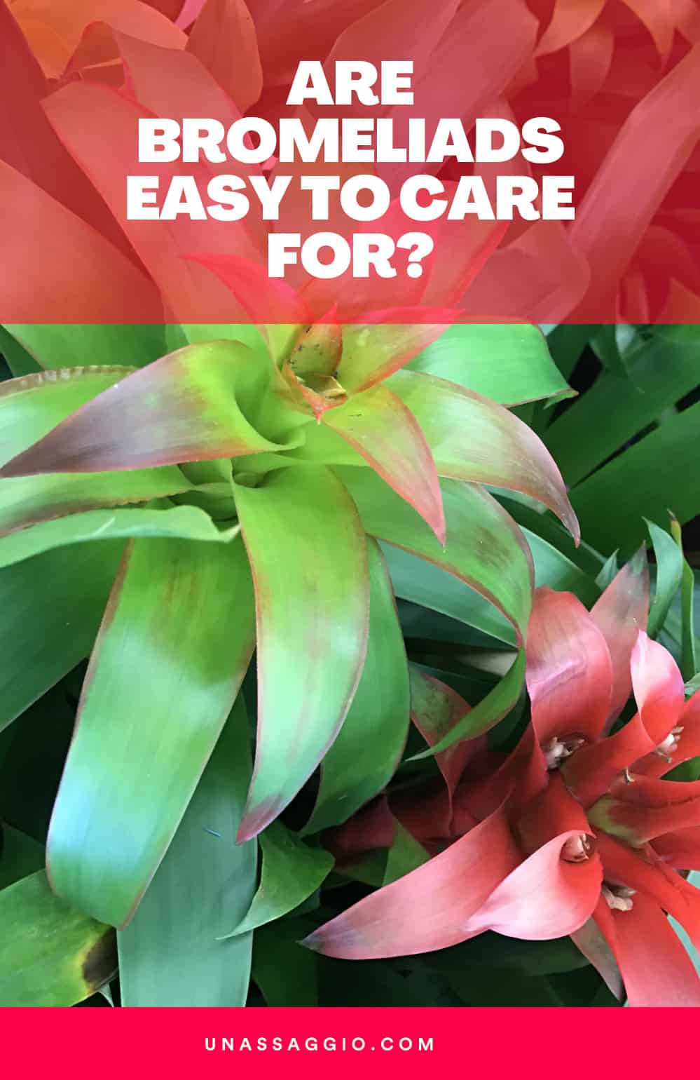 Are Bromeliads Easy to Care For?