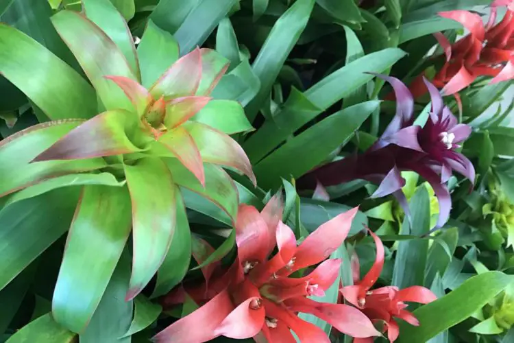 Are Bromeliads Easy to Care For?