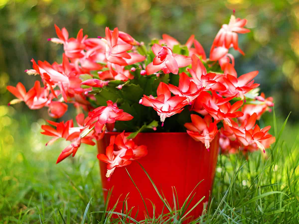 Christmas Cactus