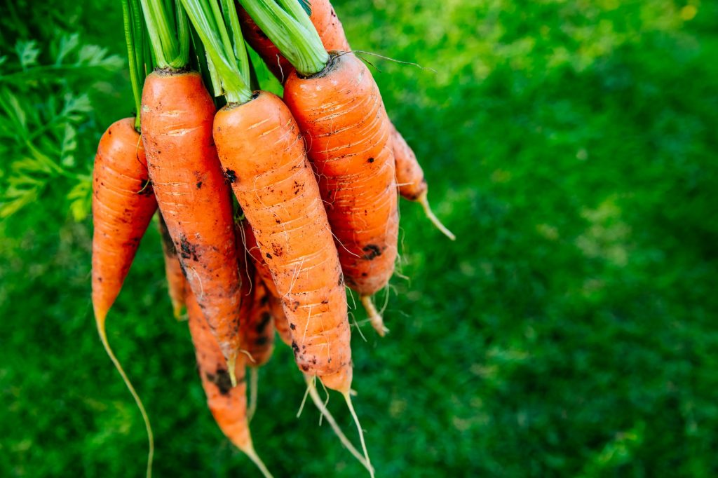 Carrot Companion Plants
