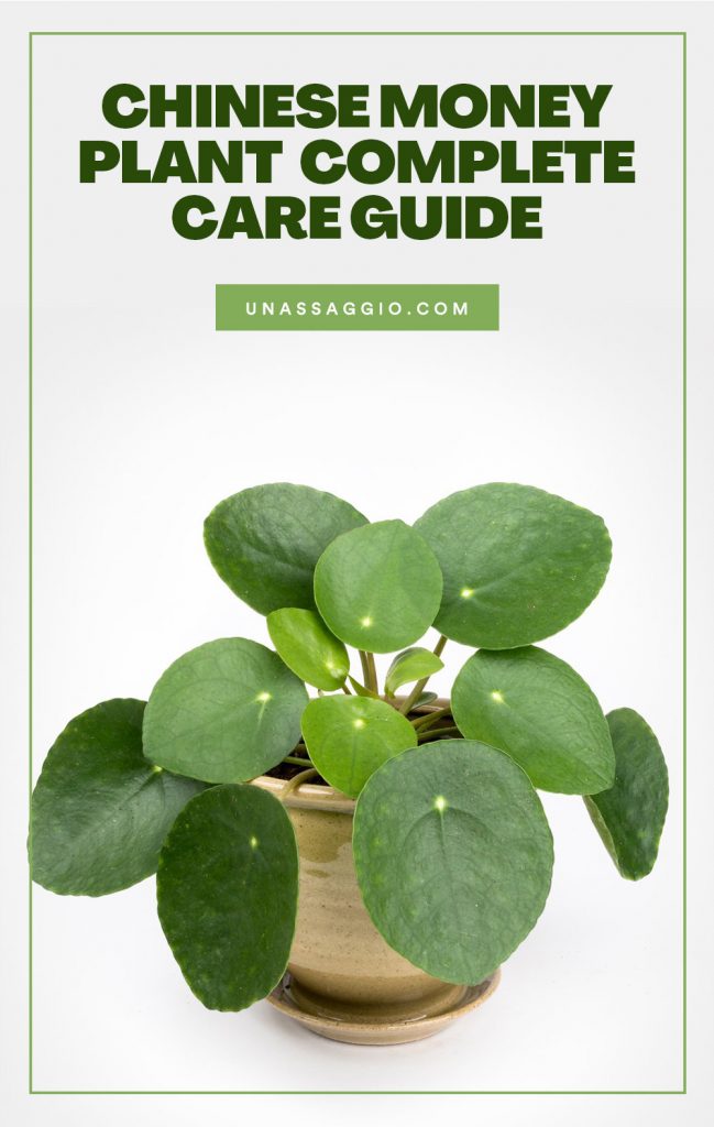 Chinese Money Plant The Complete Growth And Care Guide (2021) UnAssaggio