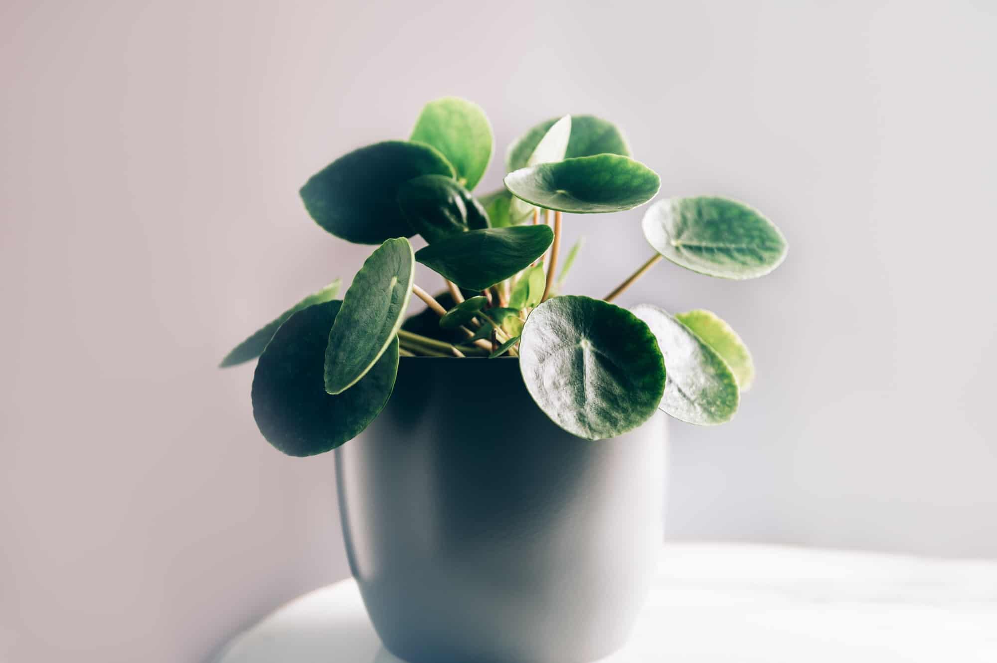 Chinese Money Plant The Complete Growth And Care Guide (2021) UnAssaggio