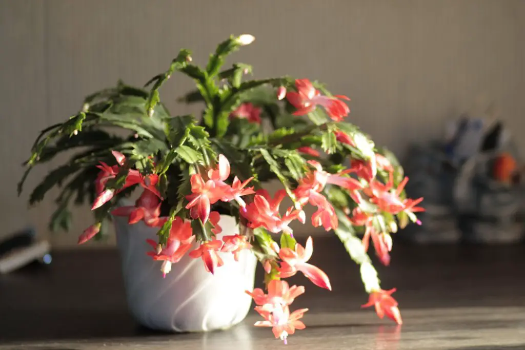 Christmas cactus plant care guide