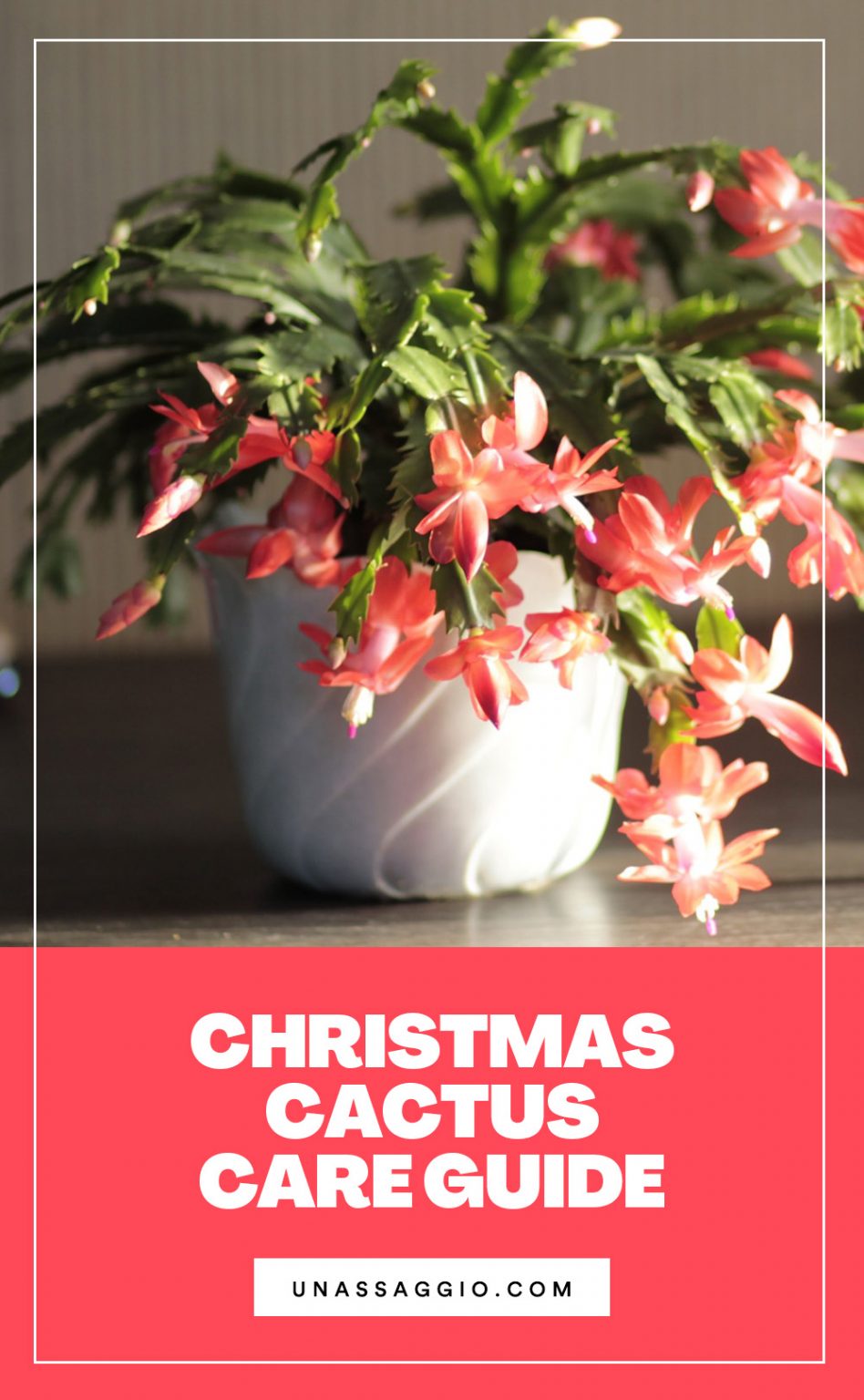 Christmas Cactus Plant The Complete Growth And Care Guide (2021
