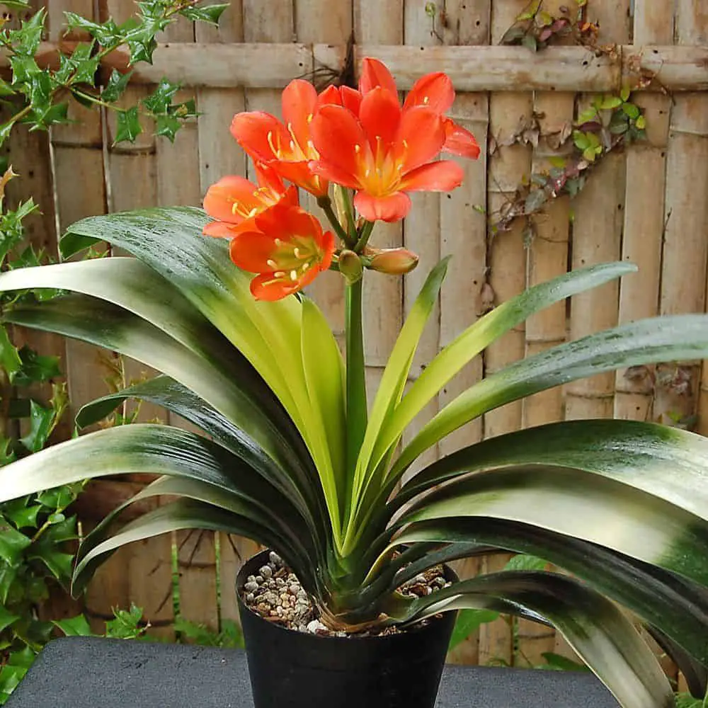 Clivia Plant: The Complete Growth And Care Guide (2021) | UnAssaggio