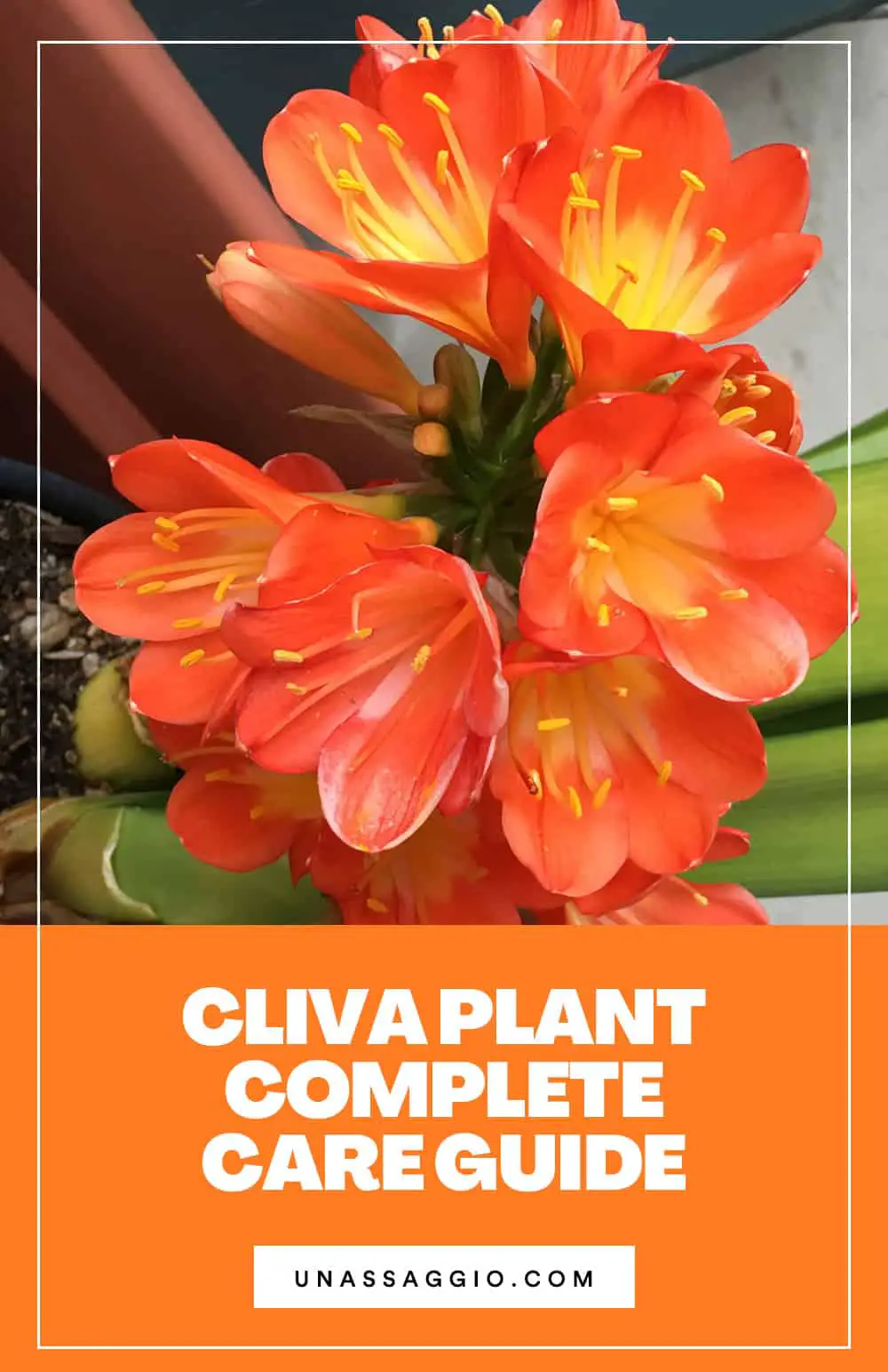 How to Take Care of a Clivia Plant
