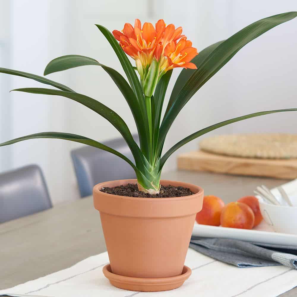 Clivia plant care guide