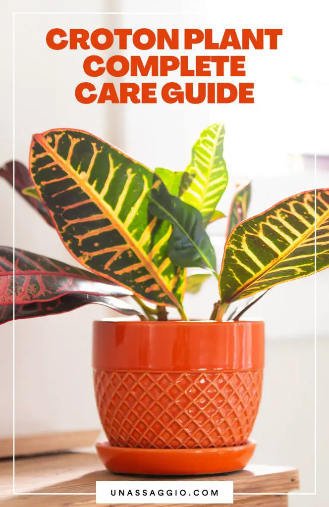 Croton Plant The Complete Growth And Care Guide (2021) UnAssaggio