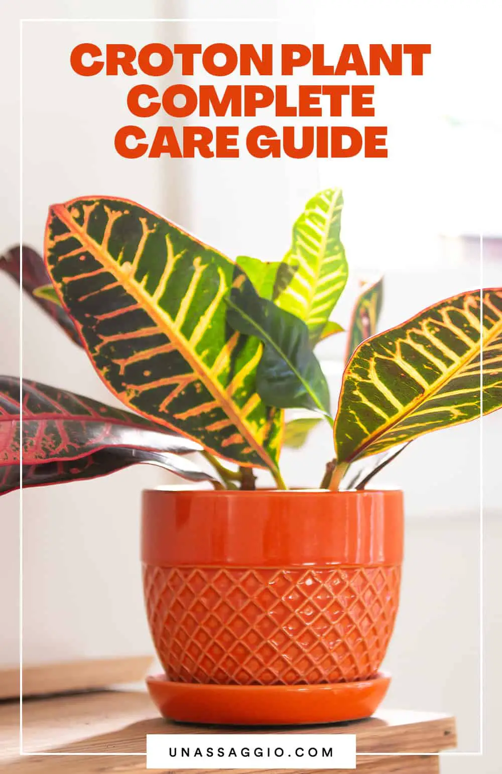 croton plant care guide