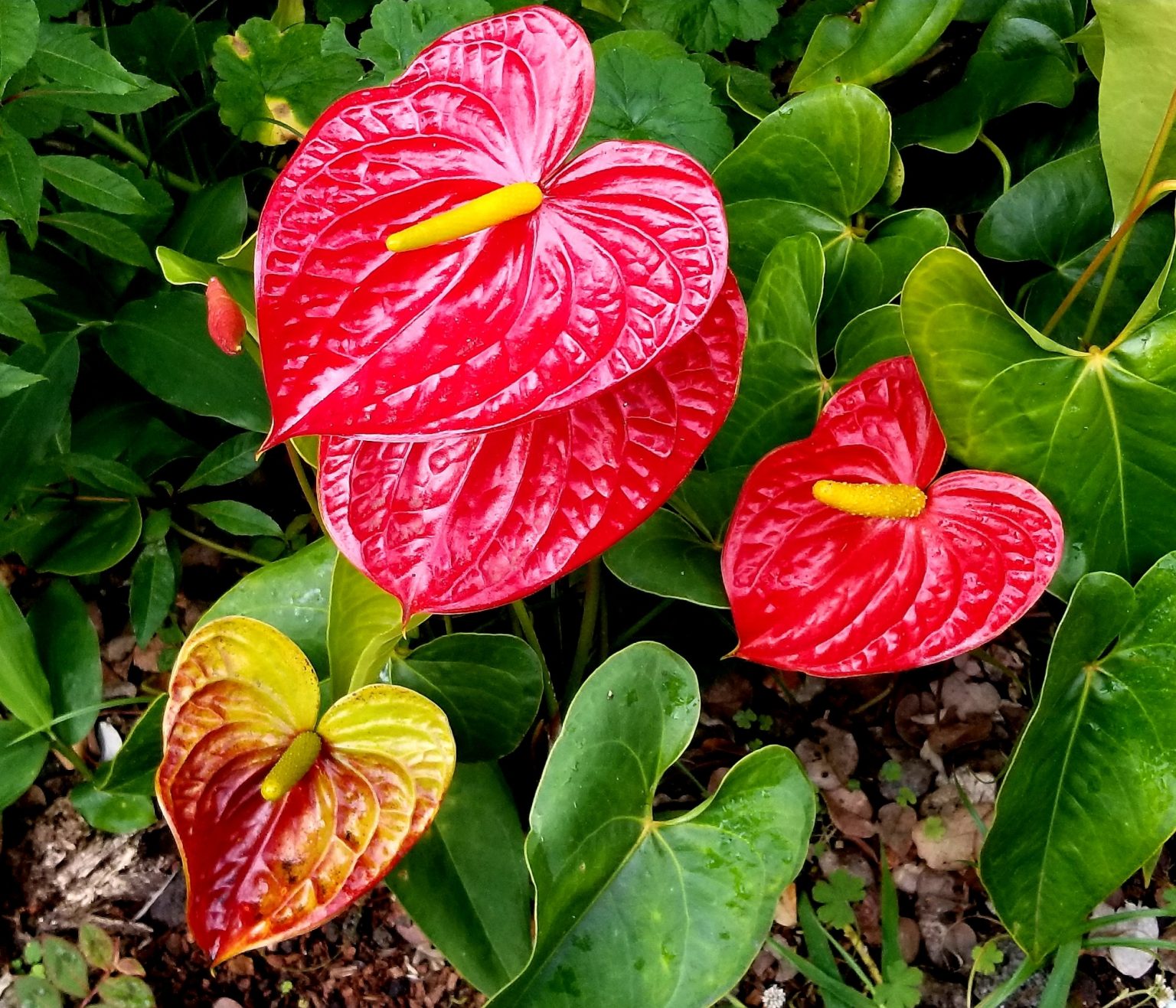 Anthurium Plant The Complete Growth And Care Guide (2021) UnAssaggio
