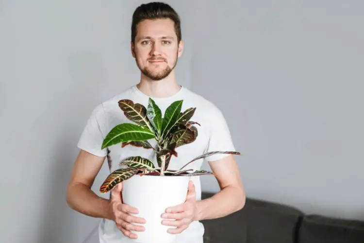 How to keep croton plants from becoming leggy