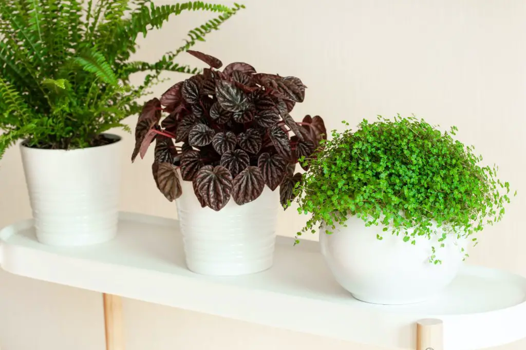 Most Colorful Indoor Plants