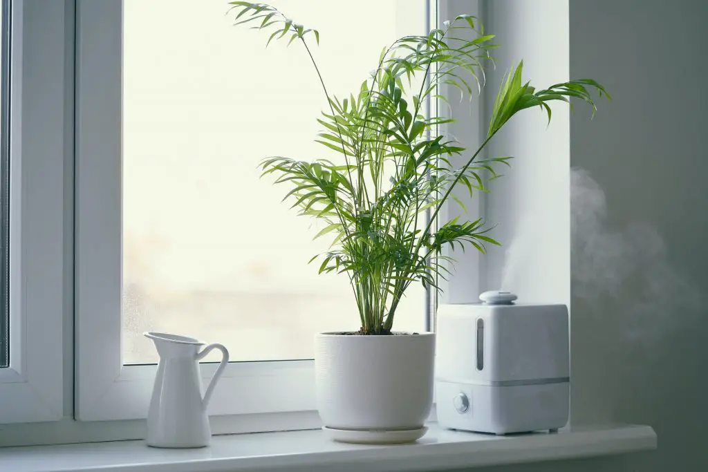 Humidifier and flower Chamaedorea in pot on window. Increase in air humidity in room