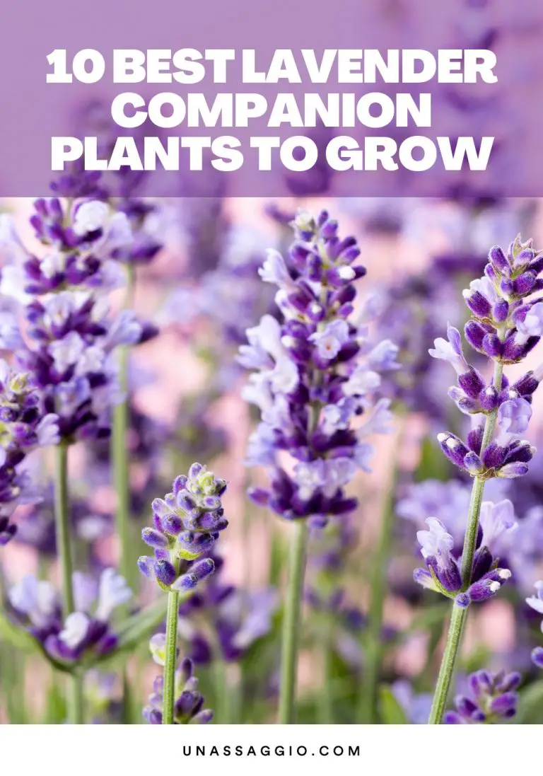 Lavender Companion Plants: 7 Best Plants to Grow With Lavender | UnAssaggio